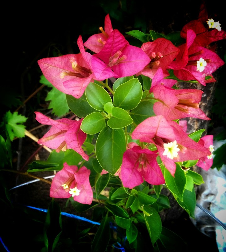 Flowers