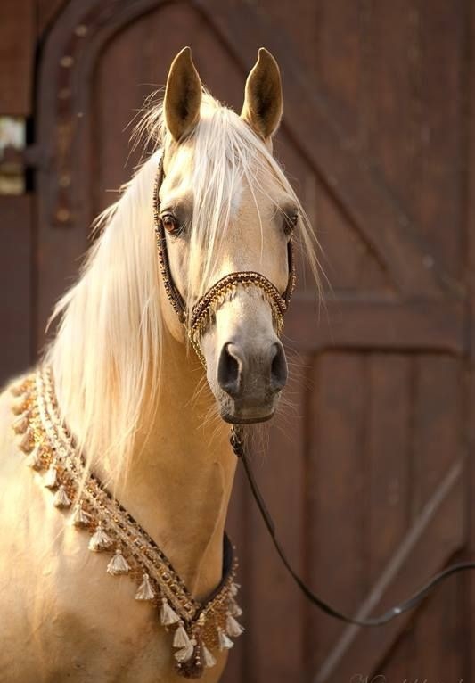 Gypsy horse