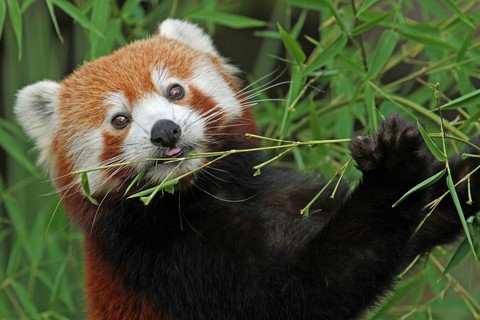 snout, whiskers wallpapers