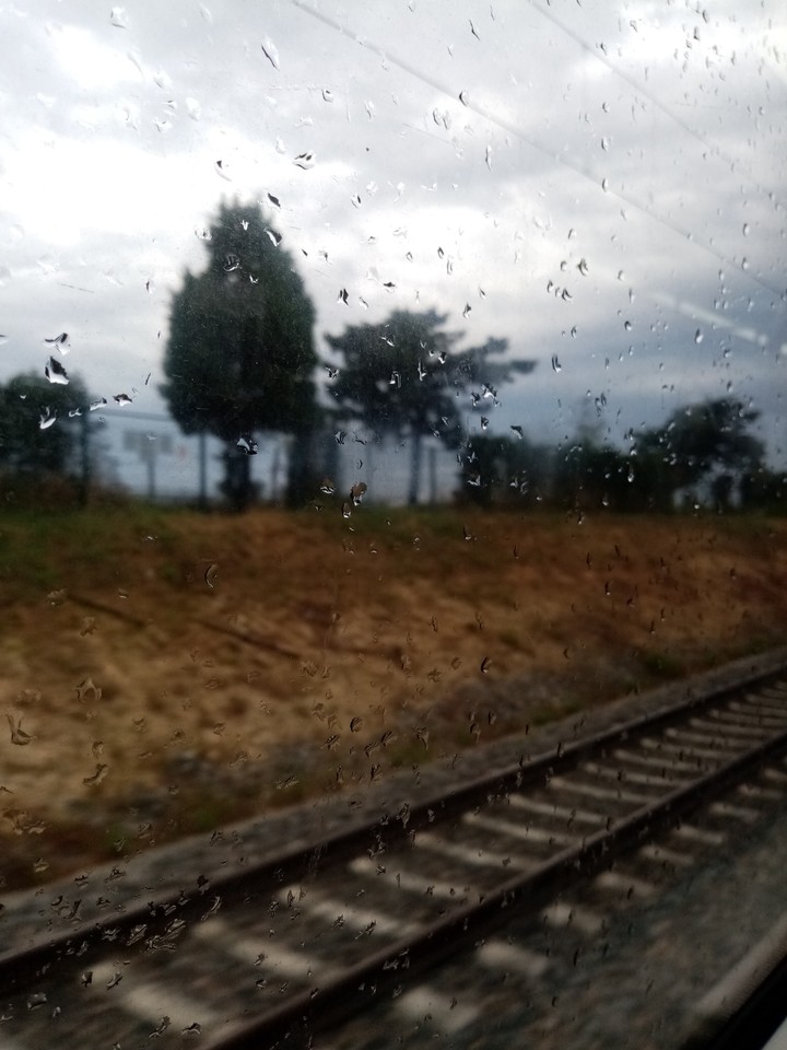 Tren yolu ve ağaçlar