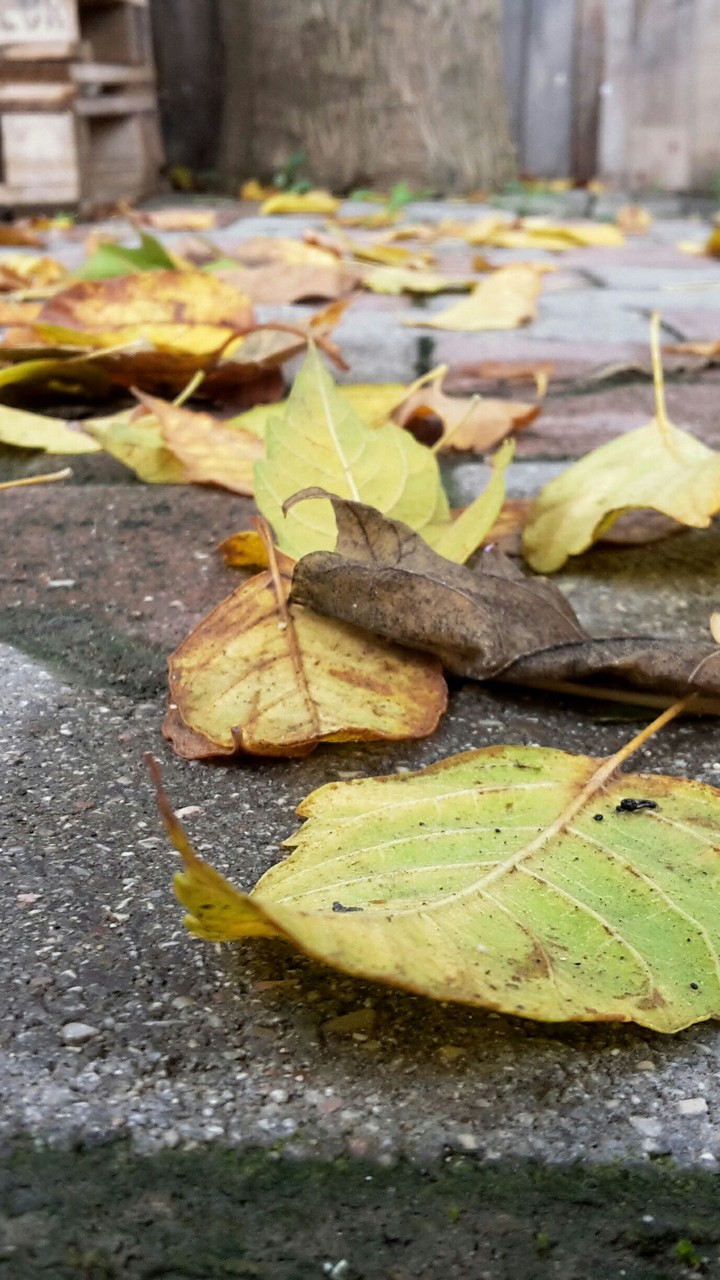 love autumn