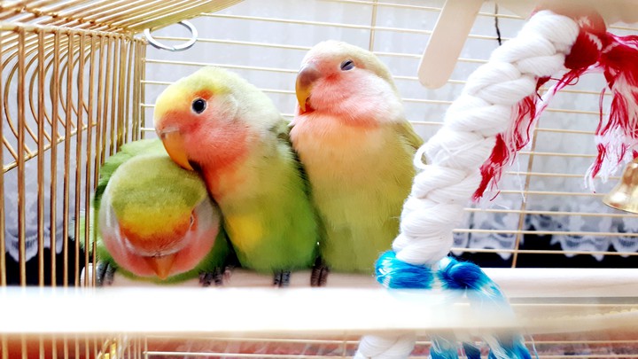 parrot