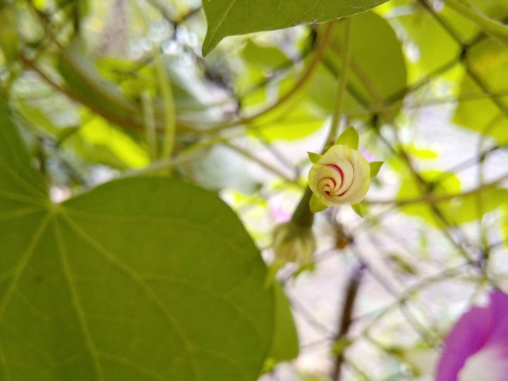 Small flower