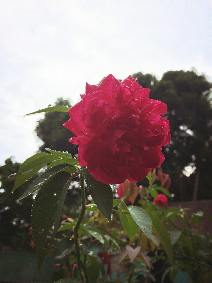 Rose