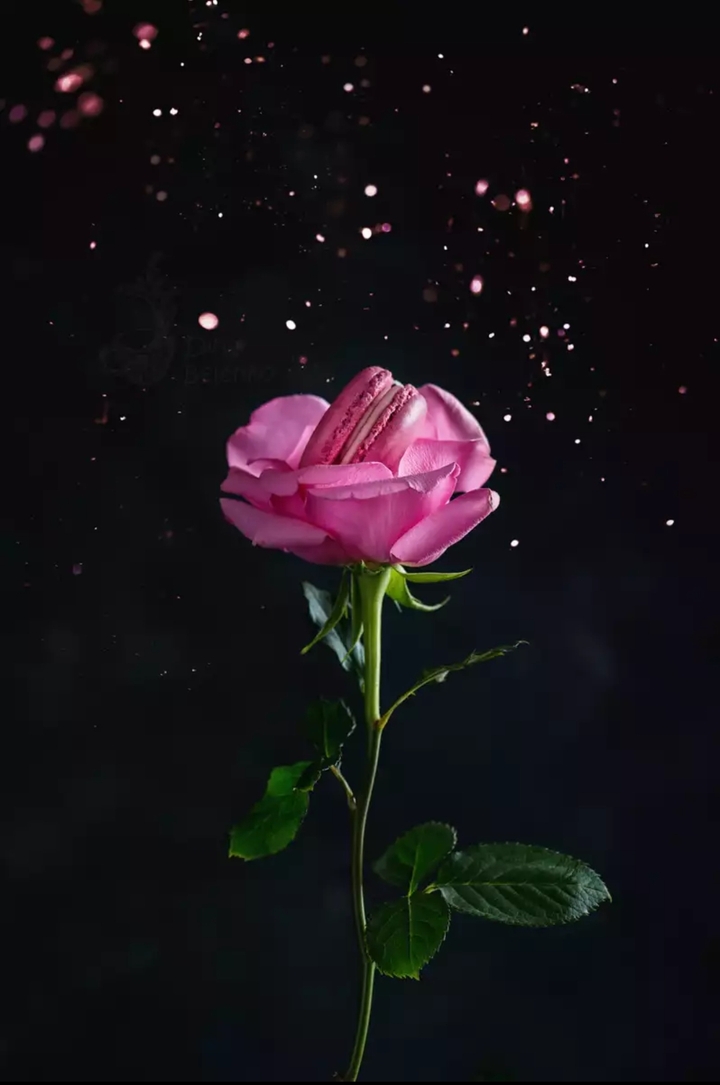 France Rose