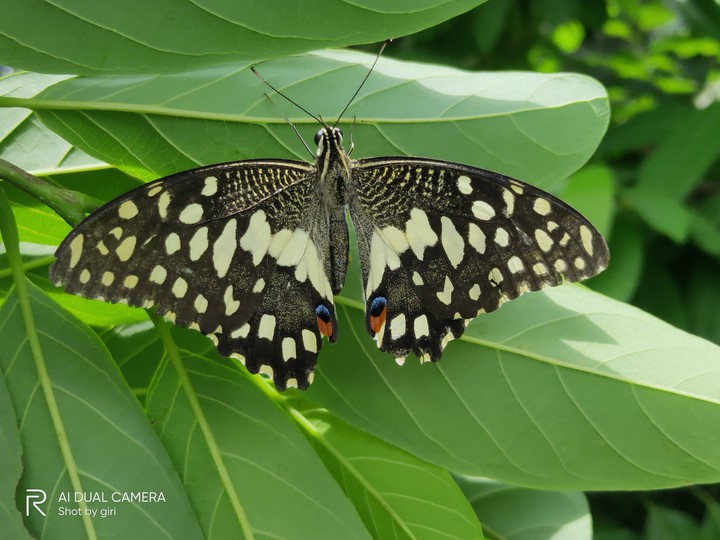 butterfly