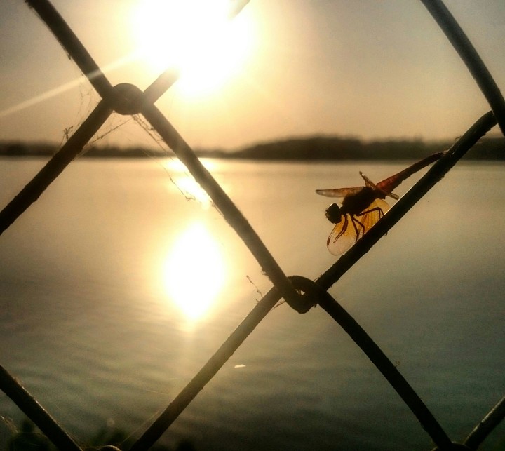 dragonflies