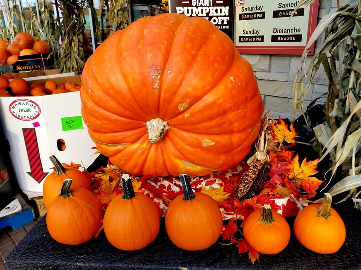 A very large pumpkin!