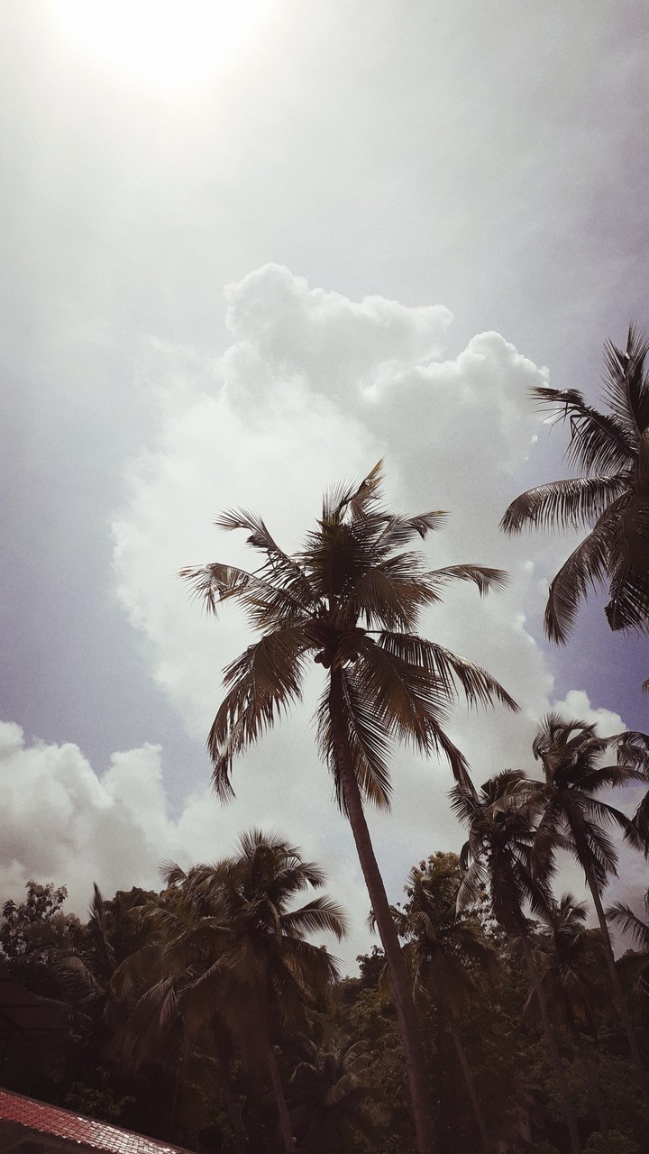 coconut tree