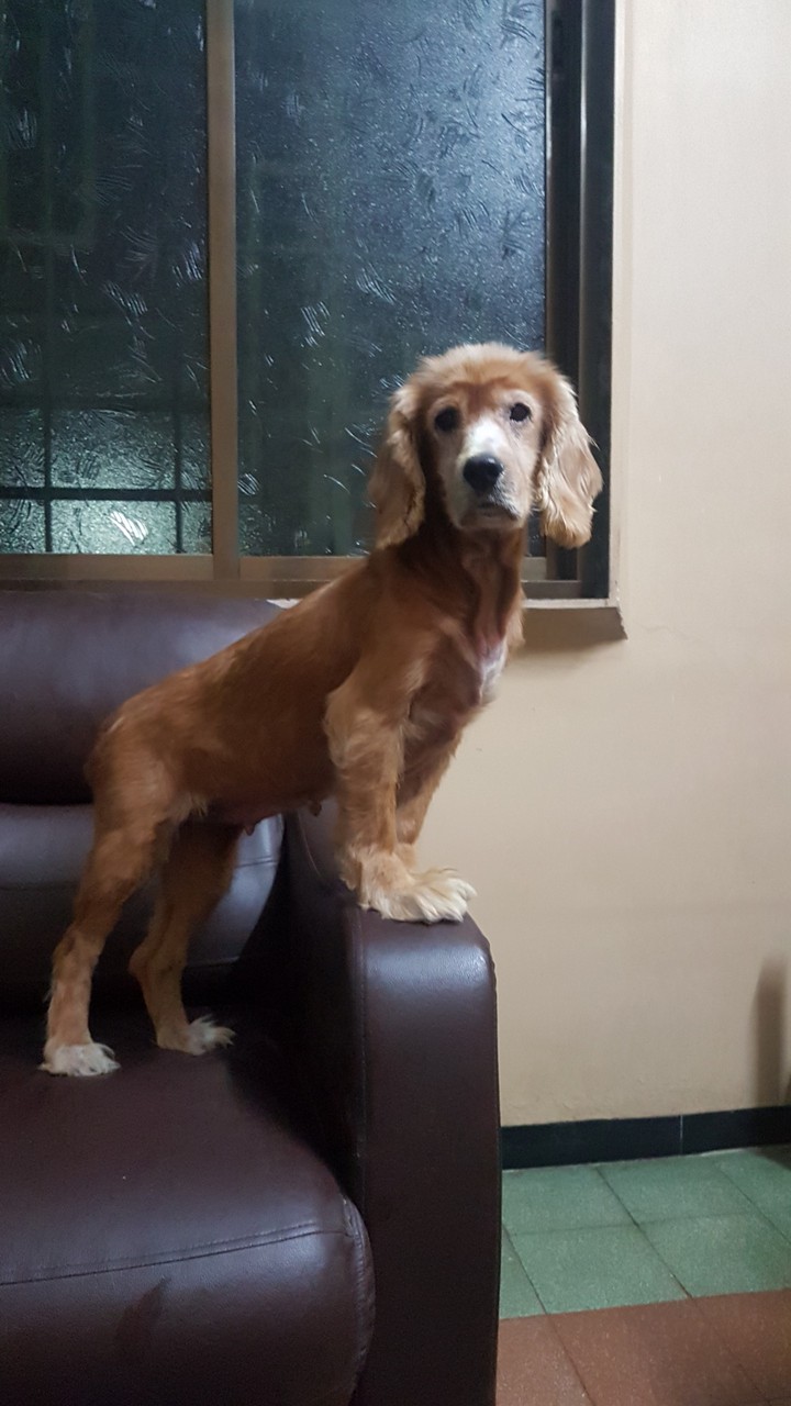 Cocker Spaniel
