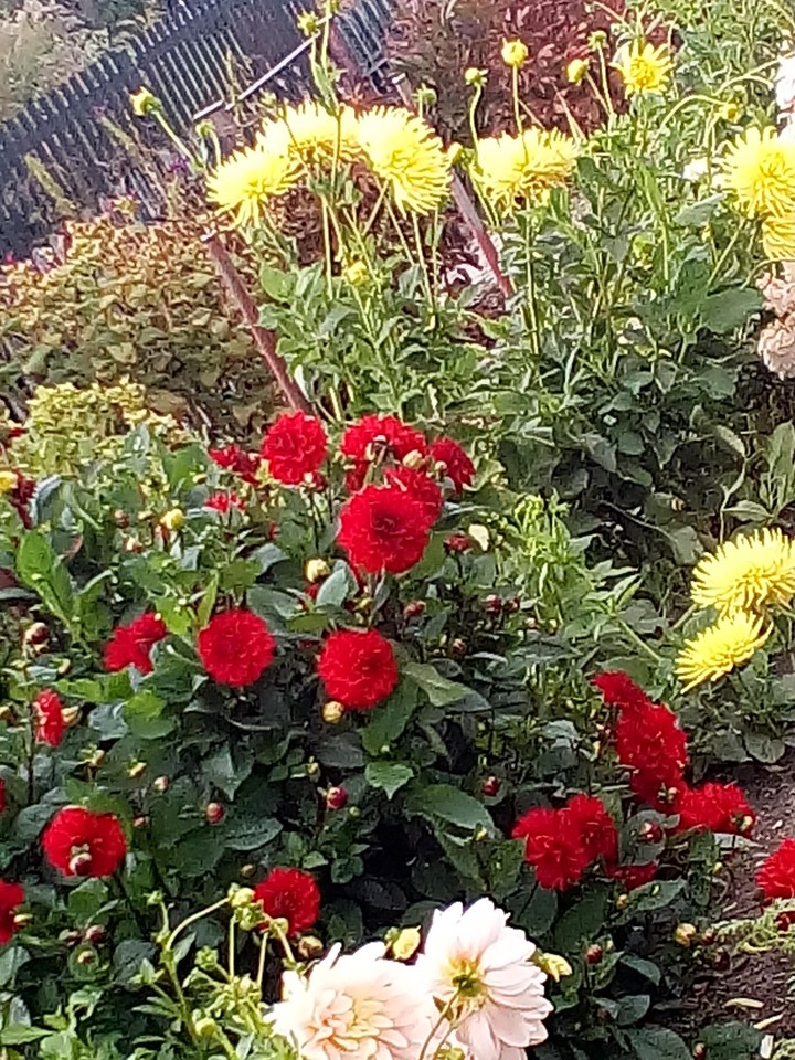 My photo garden Dessau Germany.