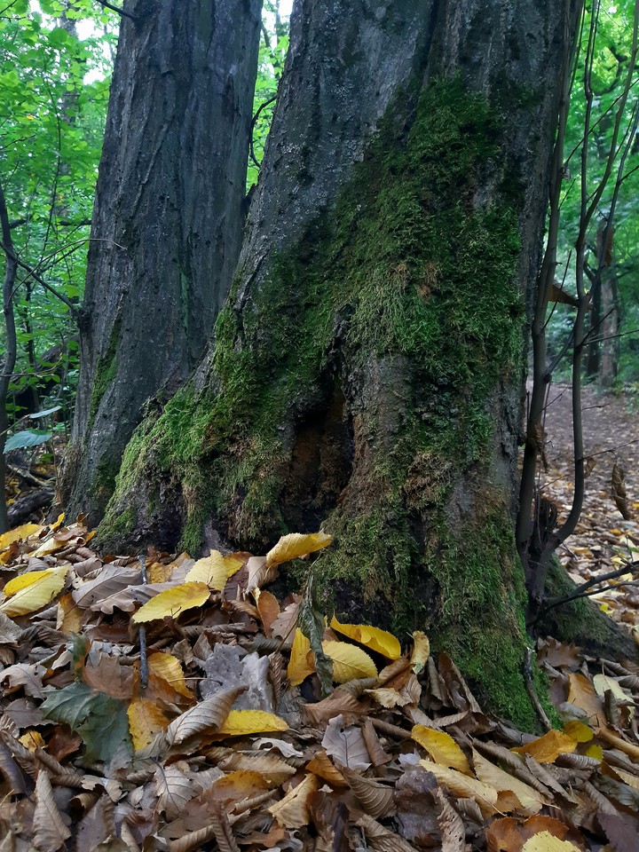 beauty of forest