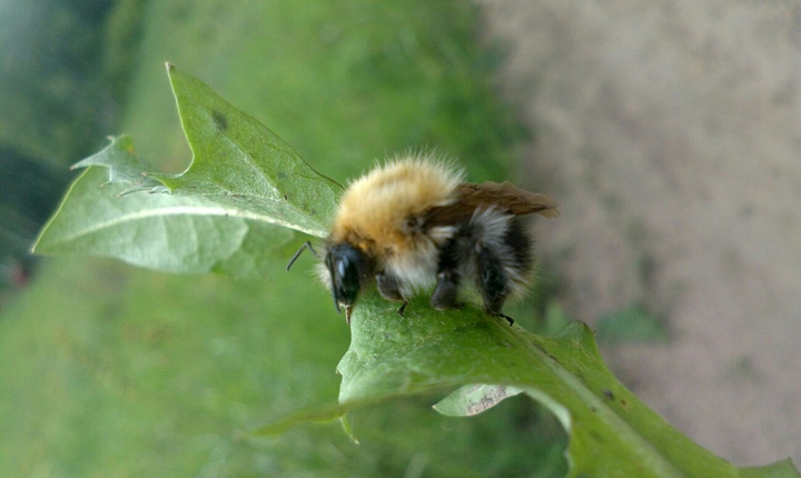Bumblebee