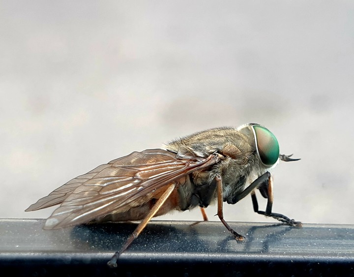 Fly