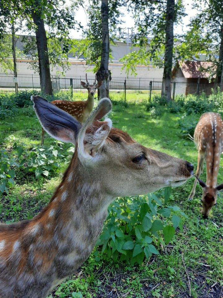Благородные олени