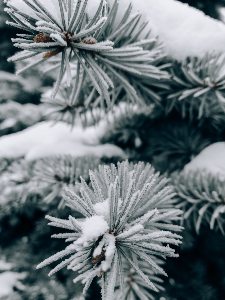 winter Siberia
