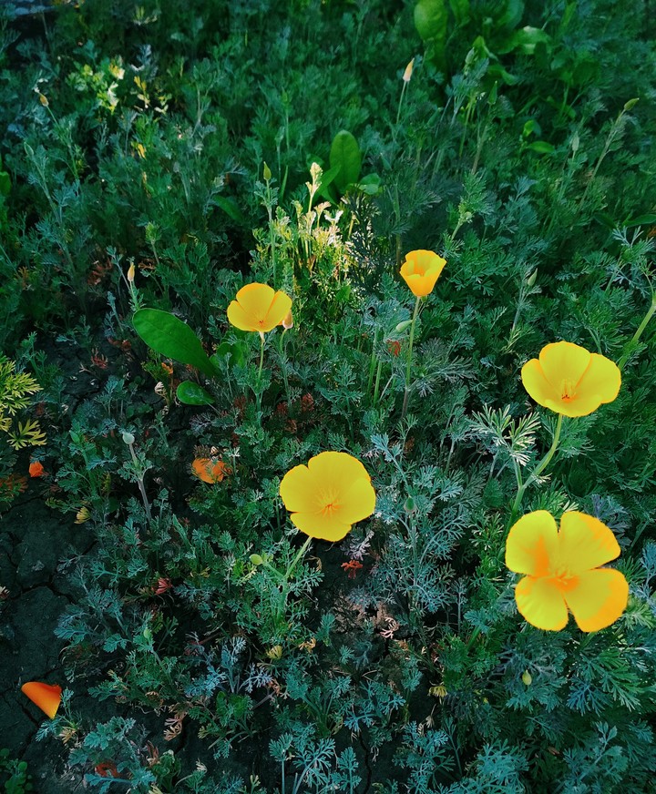 Beautiful flowers