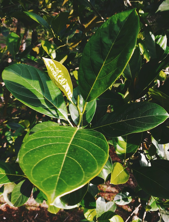 leaves