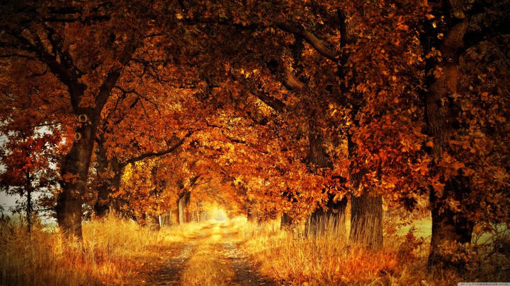 Trees Autumn