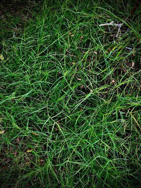 grass