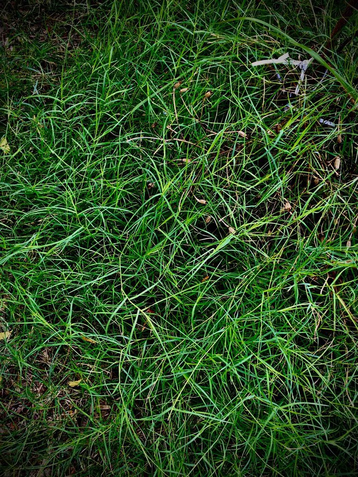grass