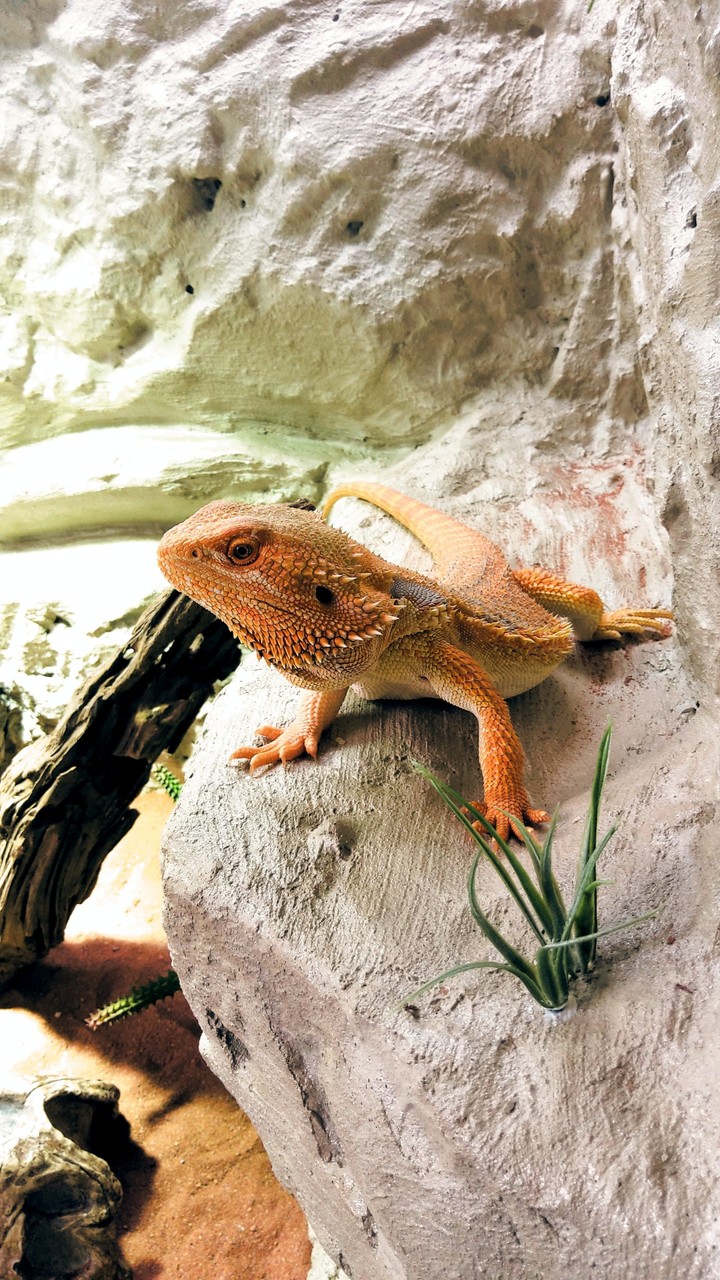 Bearded dragon in natural environment