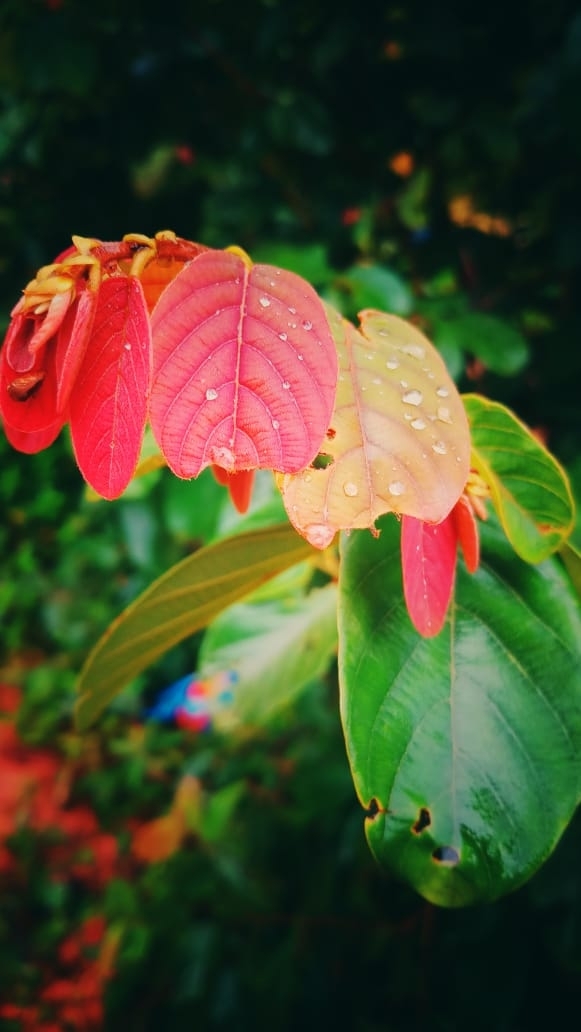 Leaf