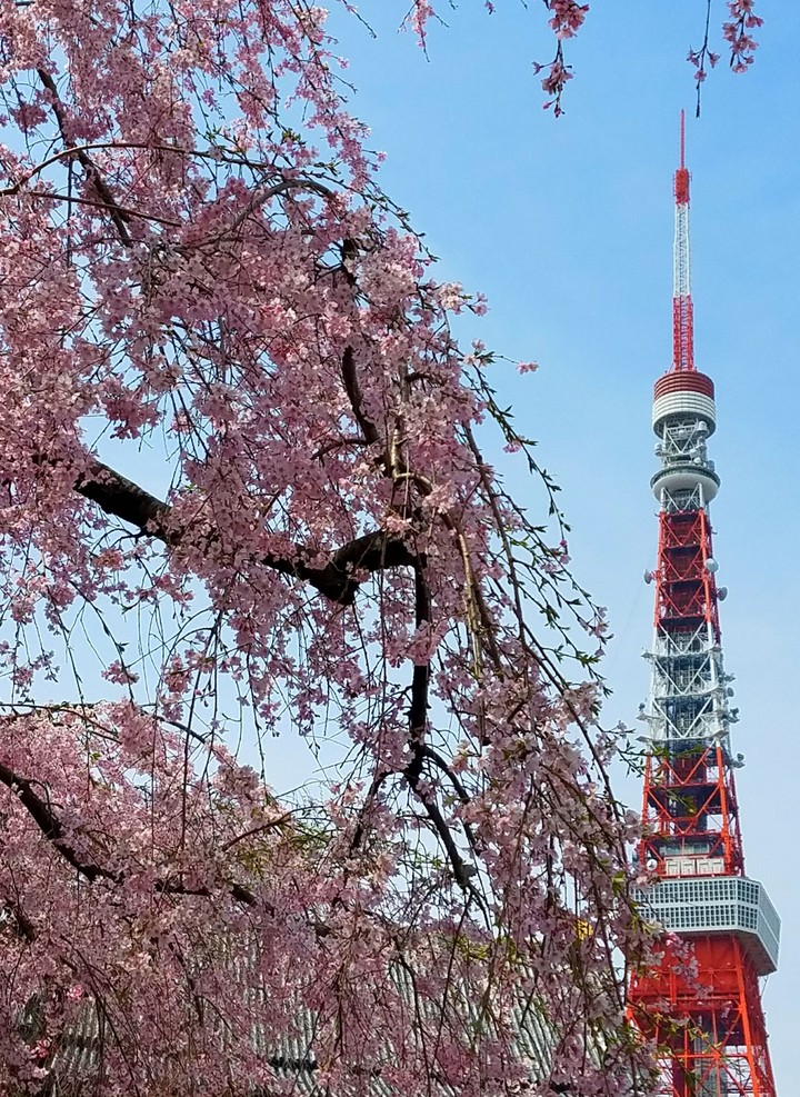 東京タワーと桜の木