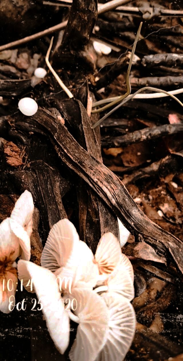 mashroom