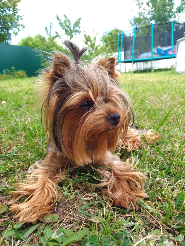 York