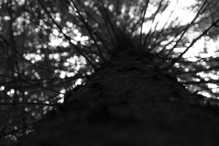 Roots