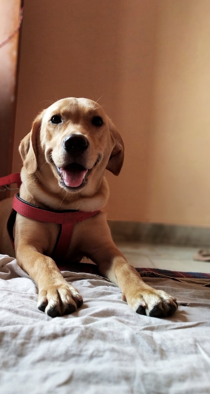 Labrador