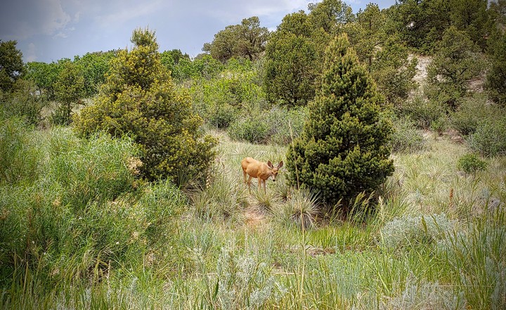 friendly neighborhood mule deer