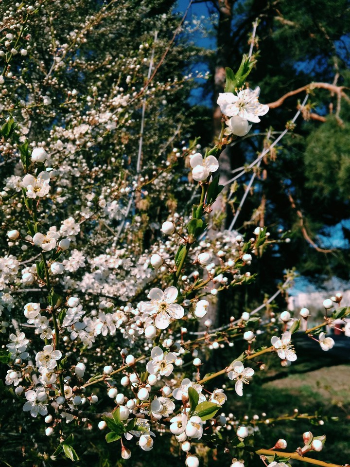 spring time