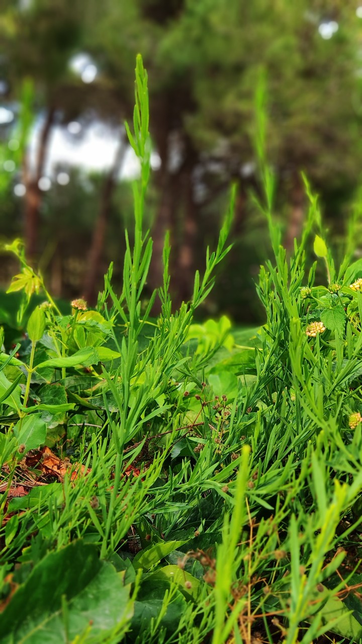 green nature