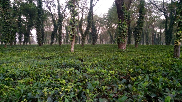 Assam Tea Garden