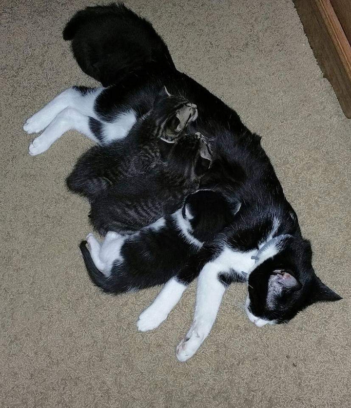 Mollie and her Babies