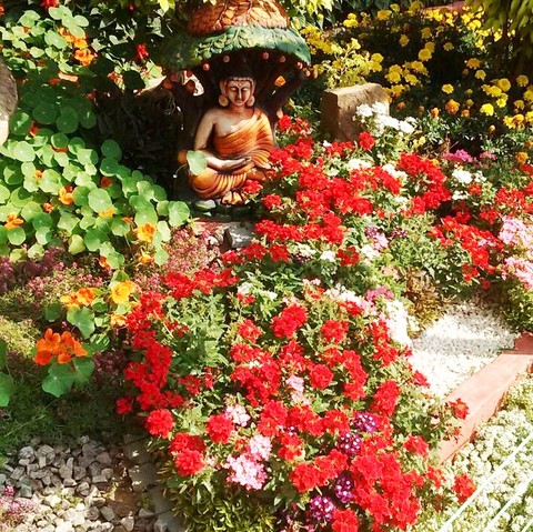 Buddha in my garden!