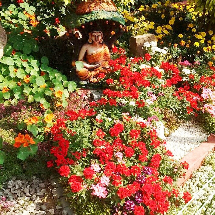 Buddha in my garden!