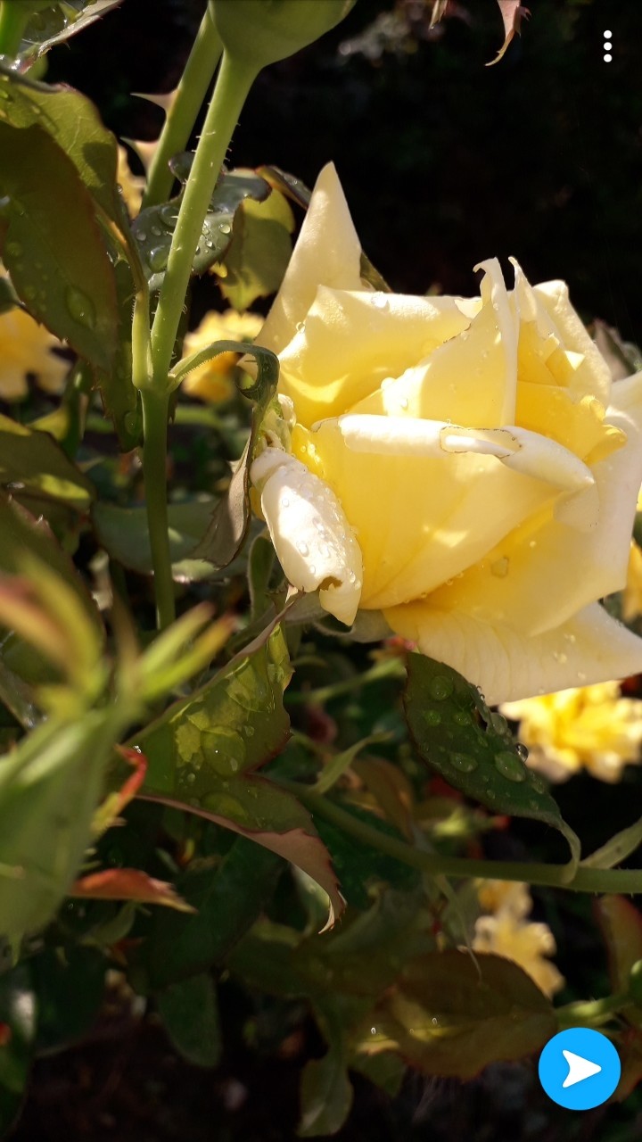 Yellow Rose