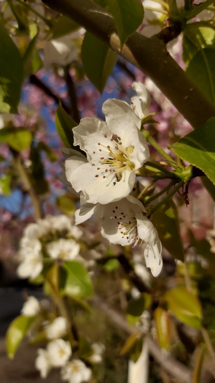 blossoms