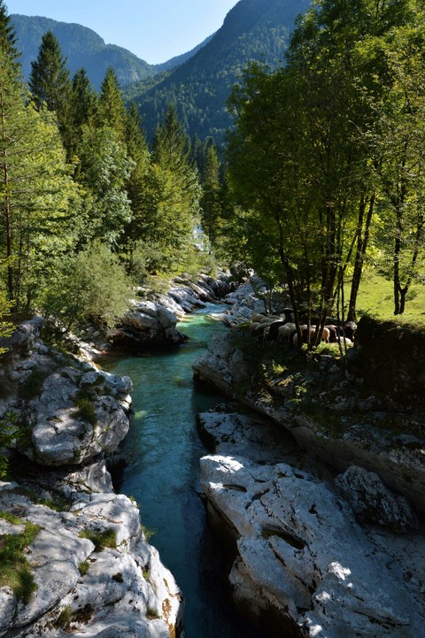 Soča