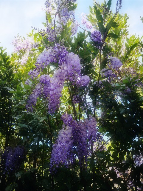 glicine