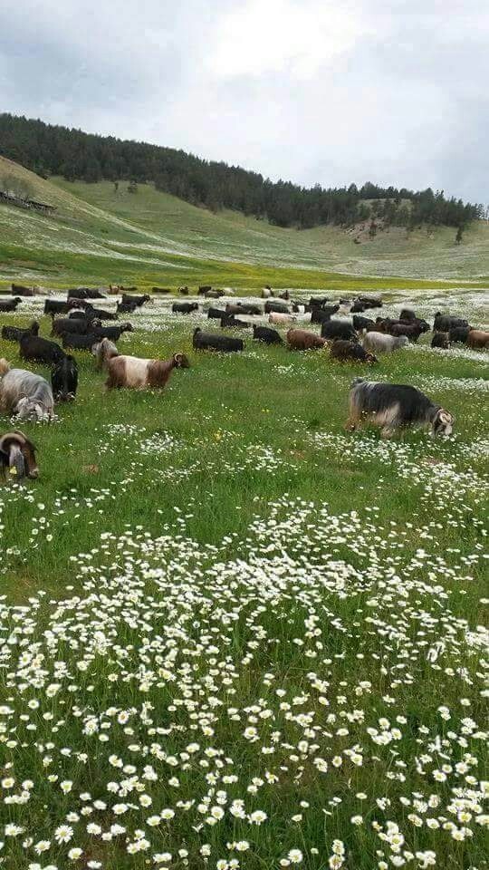 yaylamız