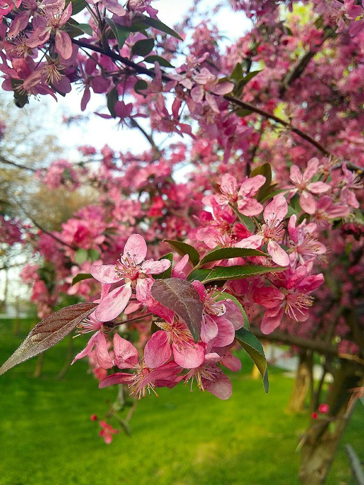 spring  flowers