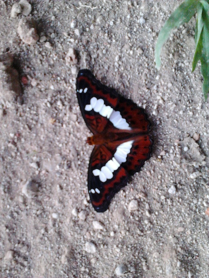 butterfly