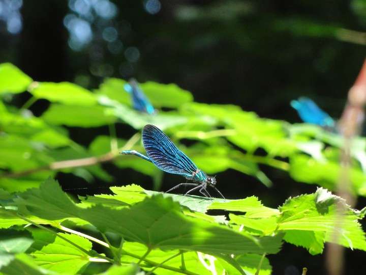 dragonfly