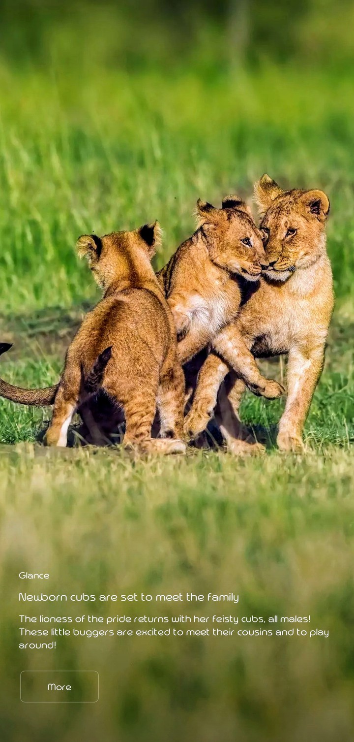 cubs