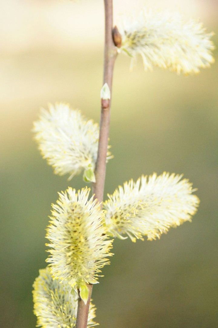 Spring :)