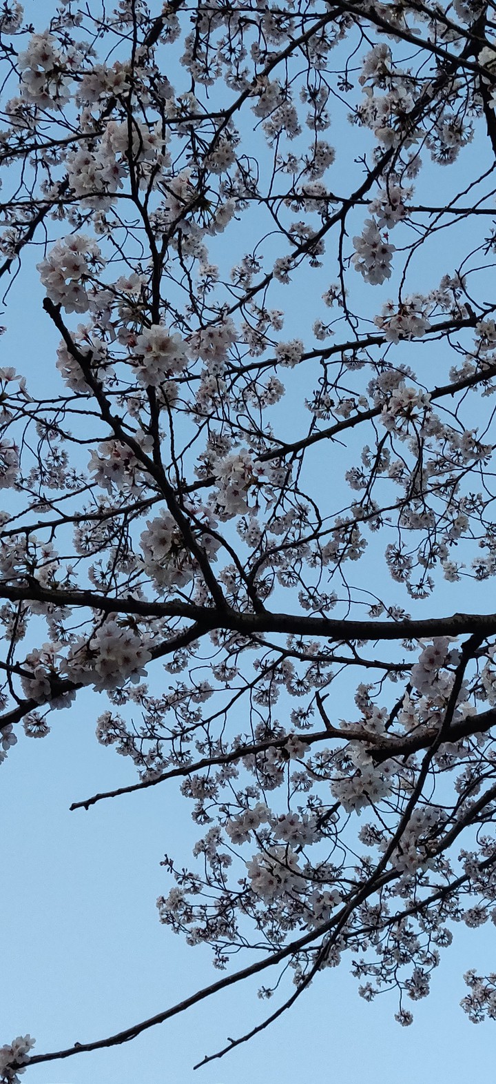 cherry blossom